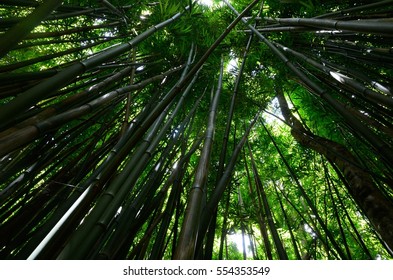 Bamboo Forest In Maui, Hawaii