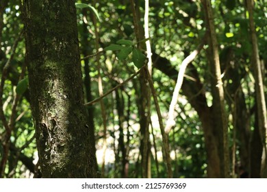 Bamboo In Forest, Maui HI