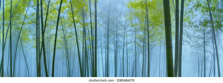 Bamboo forest in mist,Natural background - Shutterstock ID 1080686078