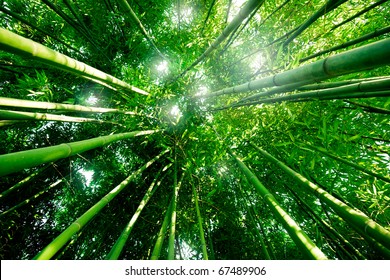 bamboo forest with morning sunlight - Powered by Shutterstock