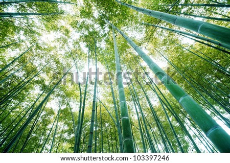 bamboo forest with morning sunlight
