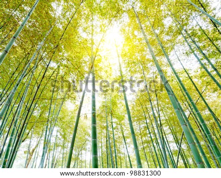 bamboo forest with morning sunlight