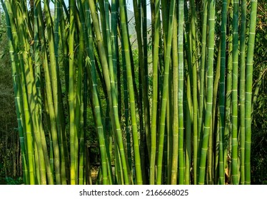 Bamboo forest in the nature background. Green natural Asian bamboo at bamboo garden.