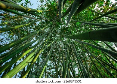 Bamboo forest in the nature background. Green natural Asian bamboo at bamboo garden. Look up.