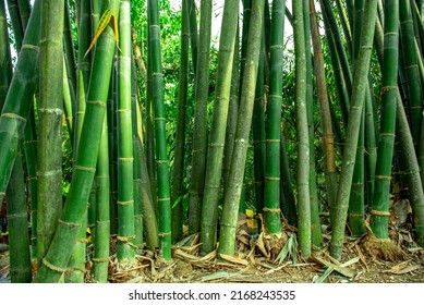 Bamboo forest in the nature background. Green natural Asian bamboo at bamboo garden.