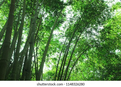  bamboo forest  nature and landscape - Shutterstock ID 1148326280