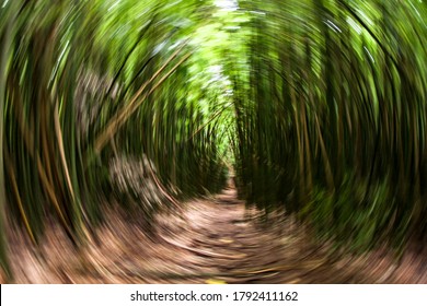 Bamboo Forest On Windward Oahu