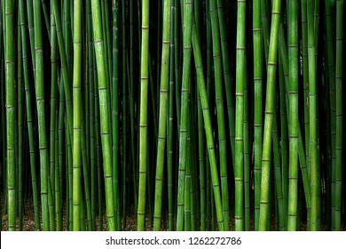 bamboo forest pattern