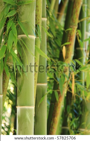 Bamboo forest with selective focus