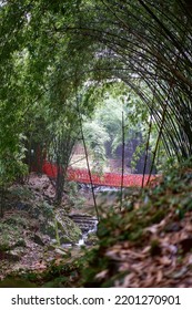 A Bamboo Forest In Sichuan, China