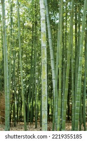 A Bamboo Forest Soaring High In The Sky