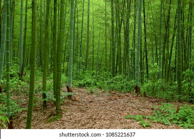 Bamboo Forest, Southern China.