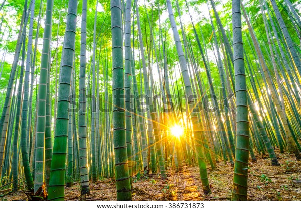 Bamboo forest with sunny morning. 
