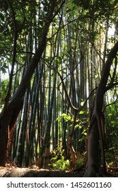 Bamboo Forest With Sycamore Fig Branches Silhouette.