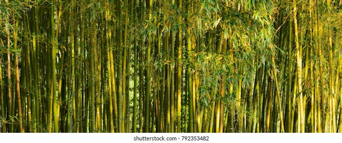 Bamboo Forest Taiwan Mountains Stock Photo 792353482 | Shutterstock