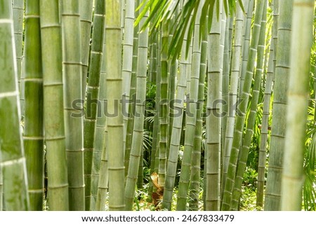 A bamboo forest in texture