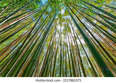 Bamboo Forest Top Down View