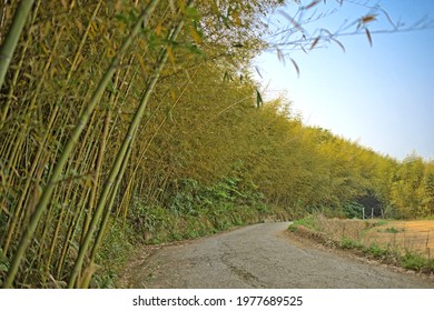 Bamboo Forest Trail In The Deep Mountains