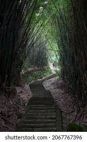 Bamboo Forest Trail In The Mountains