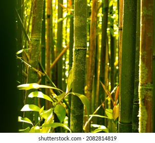 Bamboo Forest Trails In Hawaii 