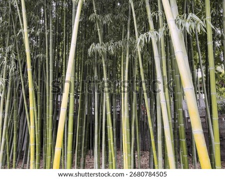 Bamboo Forest, bamboo trees background  closeup view, Chinese garden. China