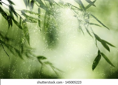 Bamboo Forest,bamboo Leaves In Backlight.