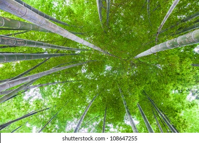 Bamboo Forest,from Bottom To Top View Of A Bamboo Bush