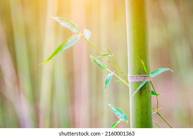 Bamboo forest,Natural background.Asian Bamboo forest,natural background