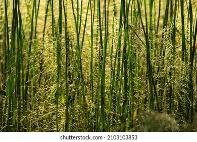 Bamboo forest,Natural background. In autumn, the lush bamboo forest in the sun. Nobody, selective focus, blurred