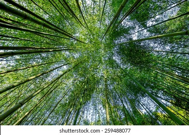 Bamboo Garden.