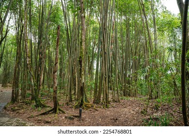 Bamboo Garden and Bamboo Forest Path at Berastagi - North Sumatra - Shutterstock ID 2254768801