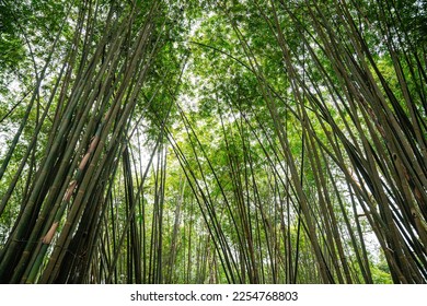 Bamboo Garden and Bamboo Forest Path at Berastagi - North Sumatra - Shutterstock ID 2254768803