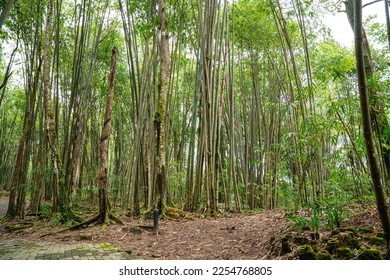Bamboo Garden and Bamboo Forest Path at Berastagi - North Sumatra - Shutterstock ID 2254768805