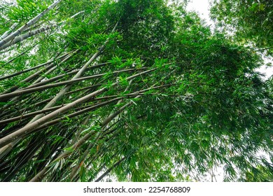Bamboo Garden and Bamboo Forest Path at Berastagi - North Sumatra - Shutterstock ID 2254768809