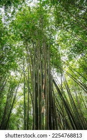 Bamboo Garden and Bamboo Forest Path at Berastagi - North Sumatra - Shutterstock ID 2254768813