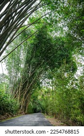 Bamboo Garden and Bamboo Forest Path at Berastagi - North Sumatra - Shutterstock ID 2254768815