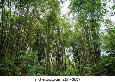 Bamboo Garden and Bamboo Forest Path at Berastagi - North Sumatra - Shutterstock ID 2254768819