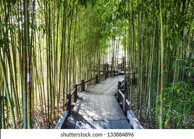 A Bamboo Garden With A Wooden Walkway