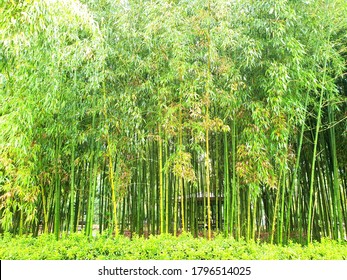 Bamboo Garden(Korea Bamboo Museum In Damyang County)