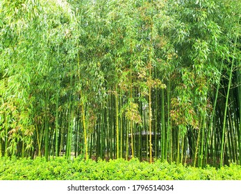 Bamboo Garden(Korea Bamboo Museum In Damyang County)