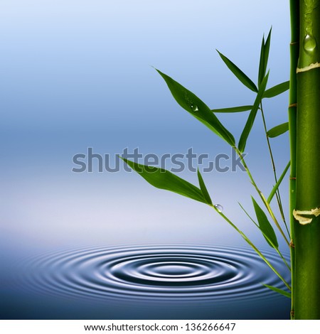 Bamboo grass with dew droplets. Abstract environmental backgrounds