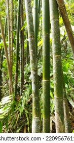 Bamboo Green Trees Forest HD Bamboo Wallpaper  