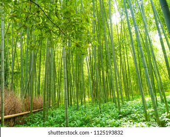 Bamboo grove in Arashiyama