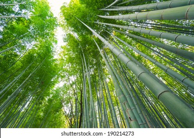 Bamboo grove, bamboo forest at Arashiyama, Kyoto, Japan - Powered by Shutterstock