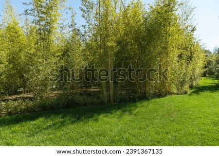 Bamboo grove in Japanese garden of Krasnodar. Thickets of bamboo against background of blue autumn sky. There is grass lawn in front of grove. Krasnodar Park or Galitsky Park.