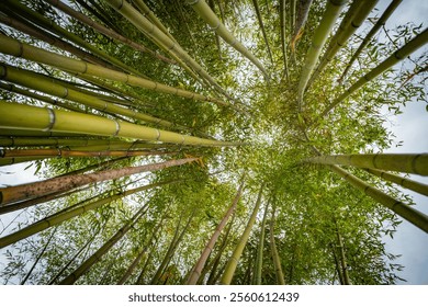 Bamboo Grove Perspective Reaching Heights - Powered by Shutterstock