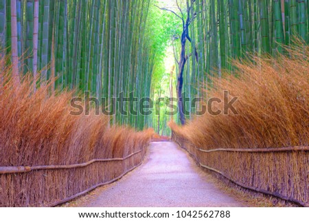 Bamboo groves public park at Arashiyama in Japan