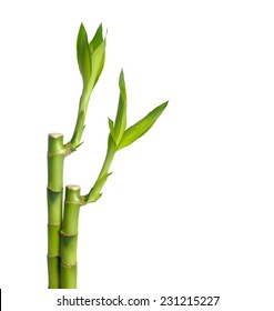 Bamboo Isolated 