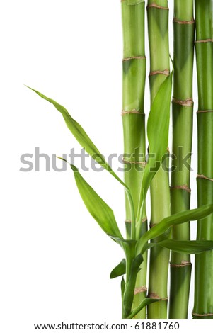 bamboo isolated