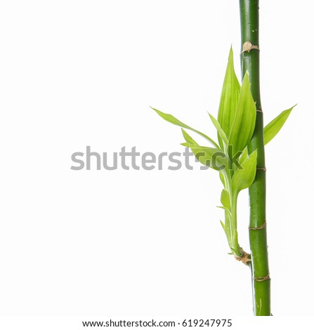 Bamboo isolated